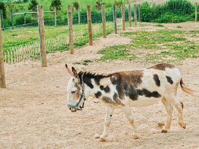 Meet the Rescue Animals at Critterville Farm Sanctuary