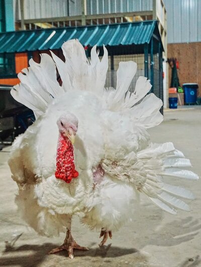 Meet the Rescue Animals at Critterville Farm Sanctuary