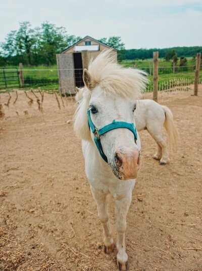 Meet the Rescue Animals at Critterville Farm Sanctuary
