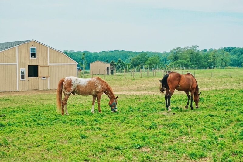 Meet the Rescue Animals at Critterville Farm Sanctuary