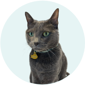 Gray cat