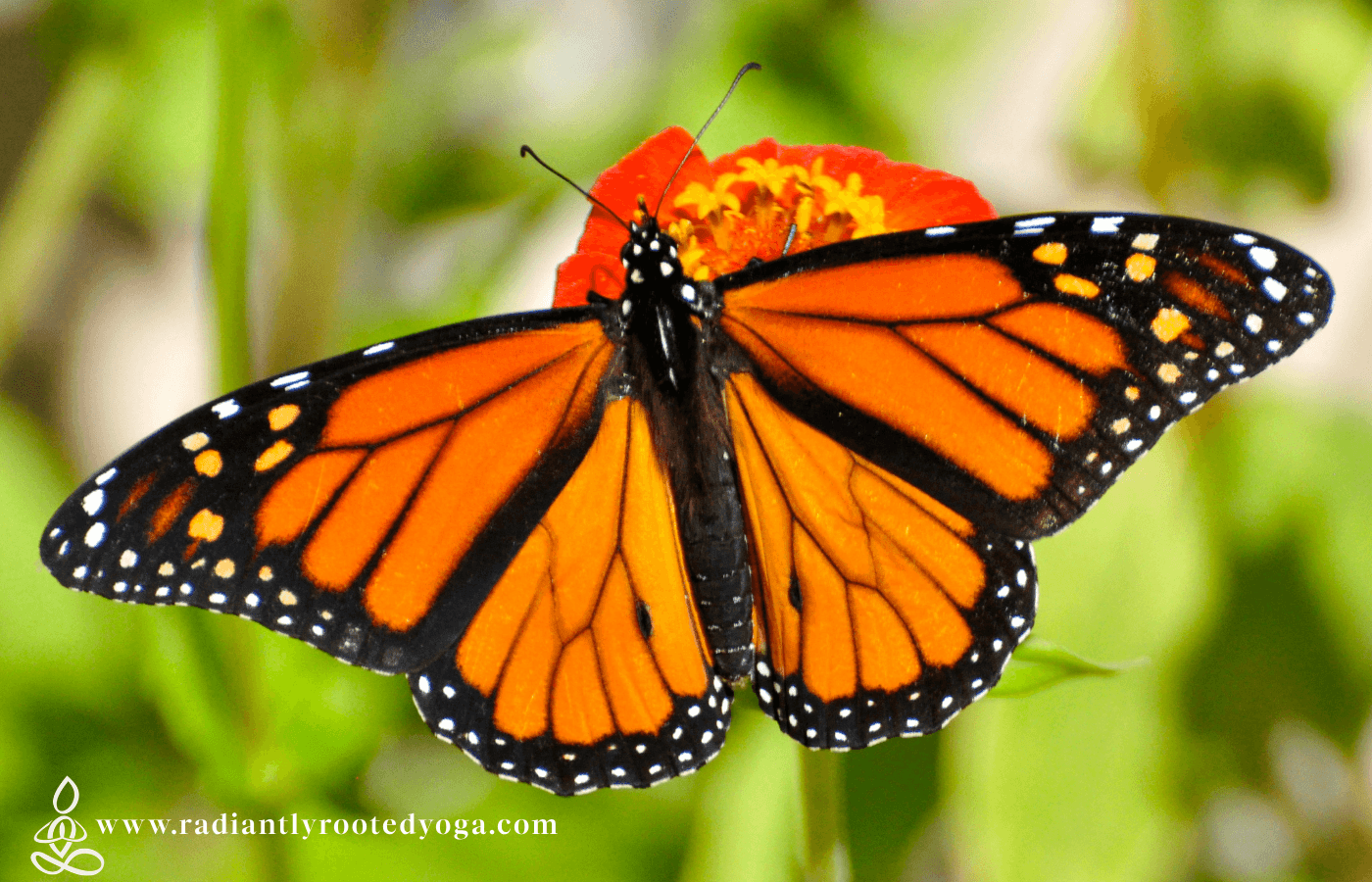 A monarch butterfly with its wings open, feeding on a zinnia