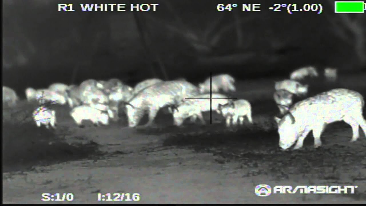 Night Vison Hog Hunt