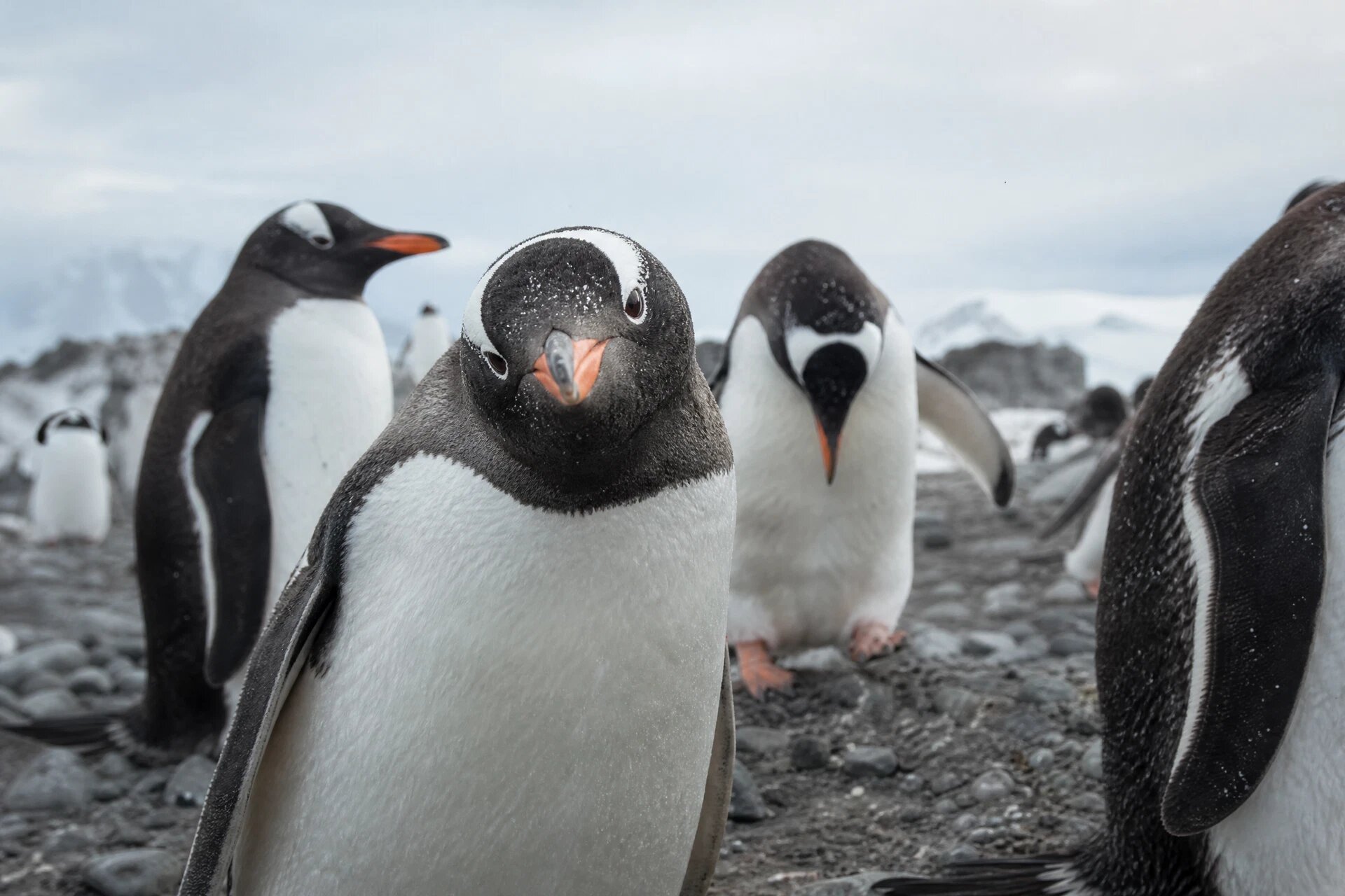 Gentoo penguins on an Antarctic beach