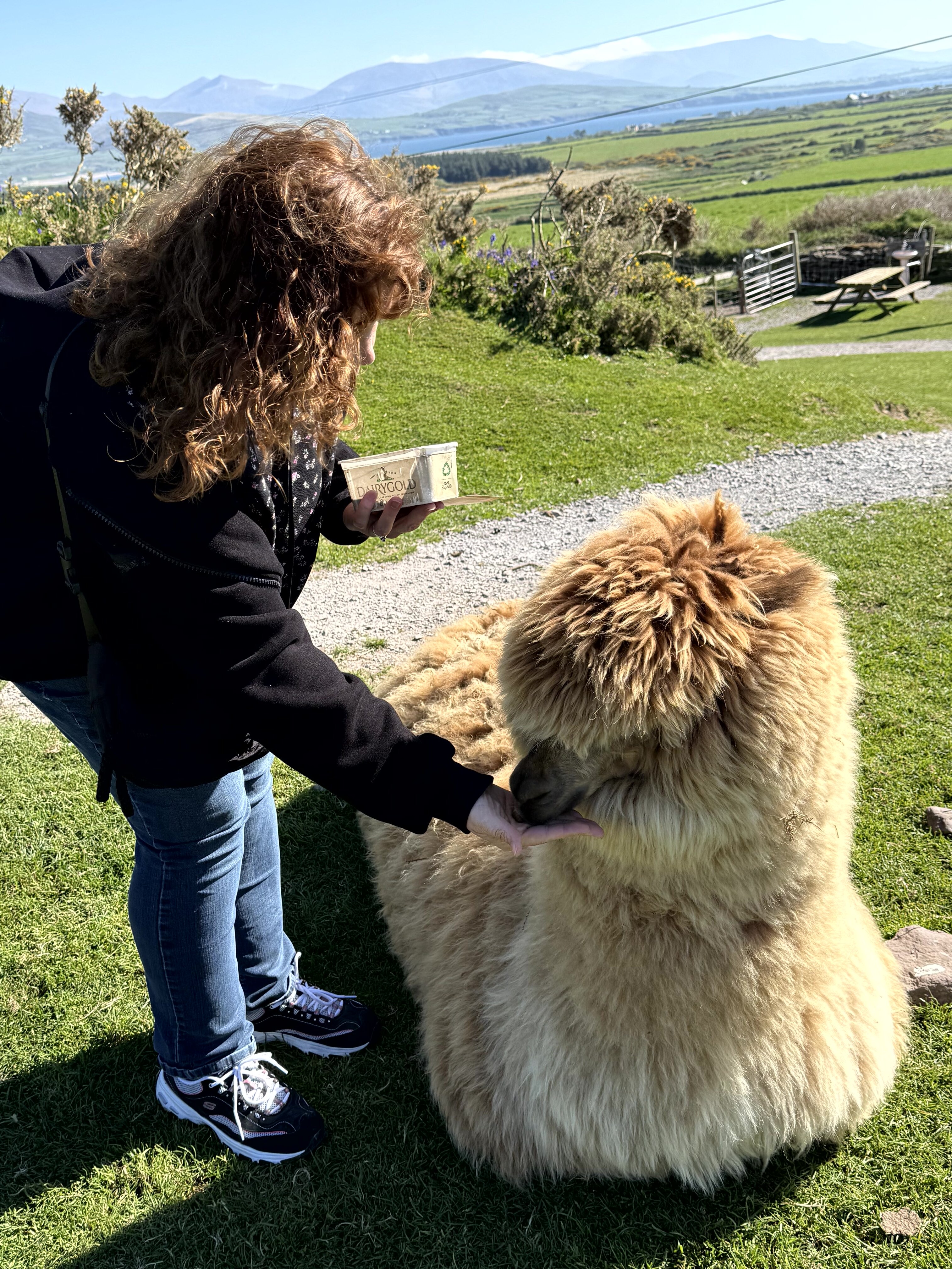 Karla feeding an alpaca on the Dingle Peninsula
