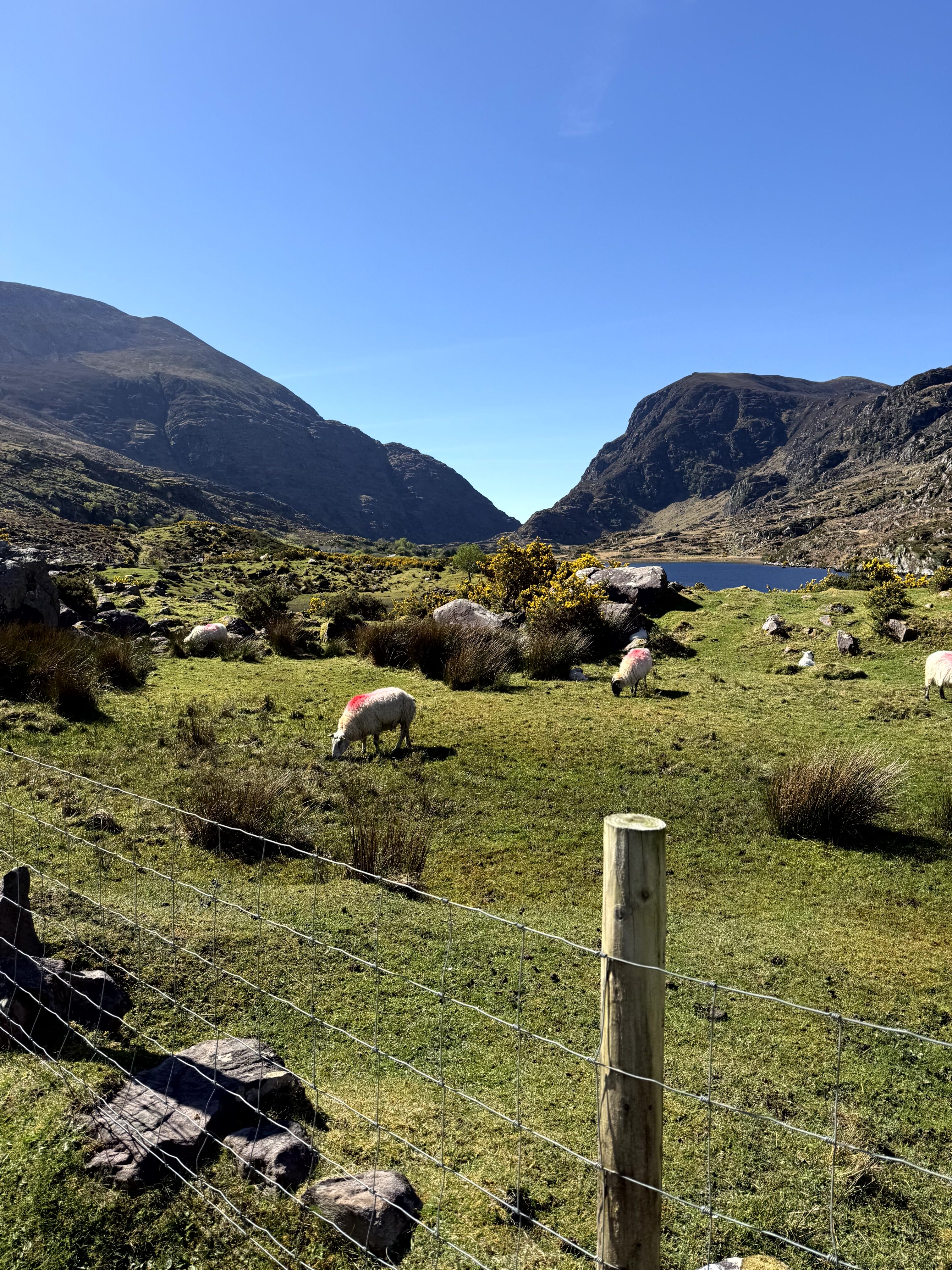 Sheep grazing in Gap of Dunloe, Killarney National Park