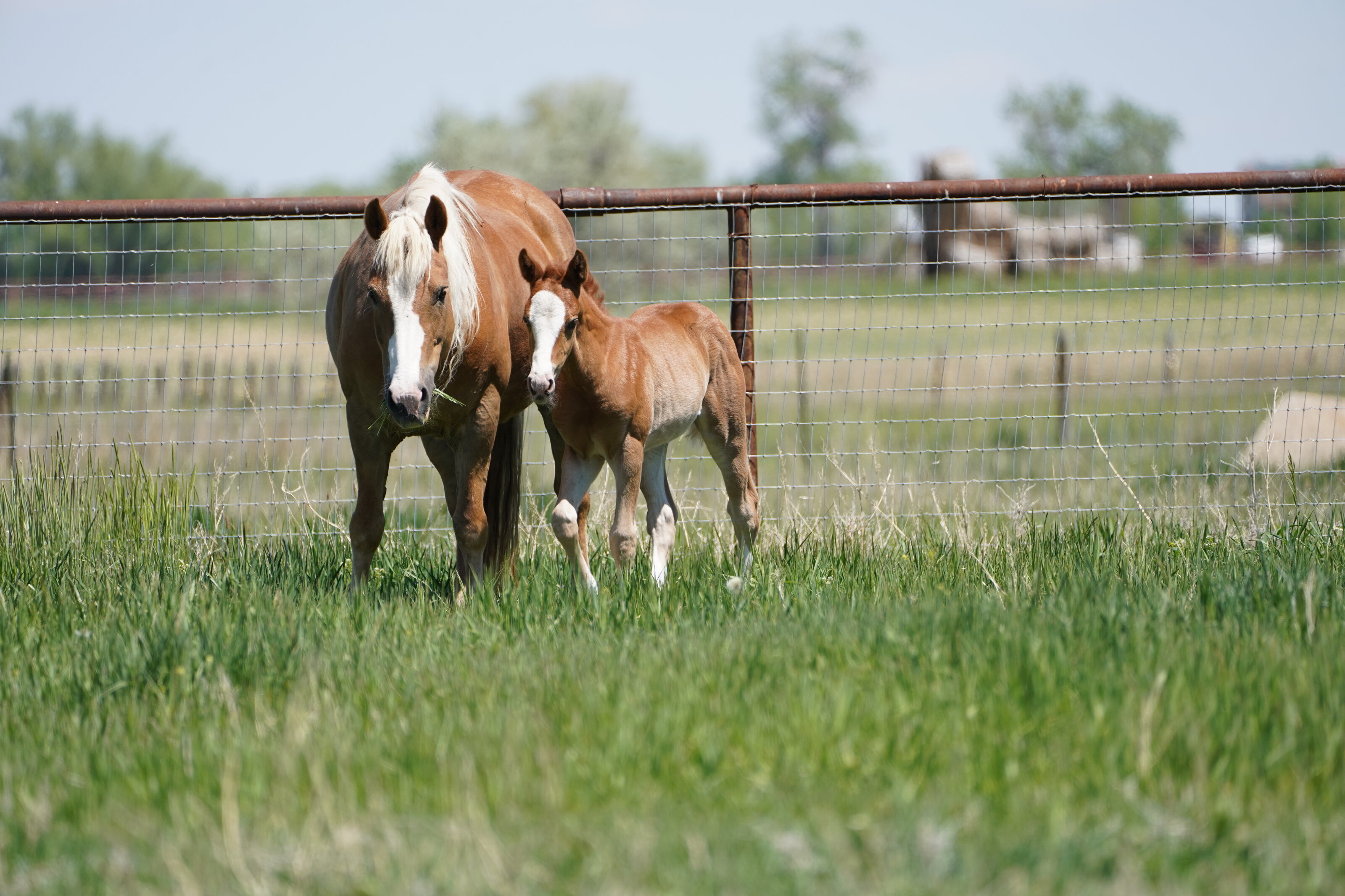 RMJ Ranch mare and foal