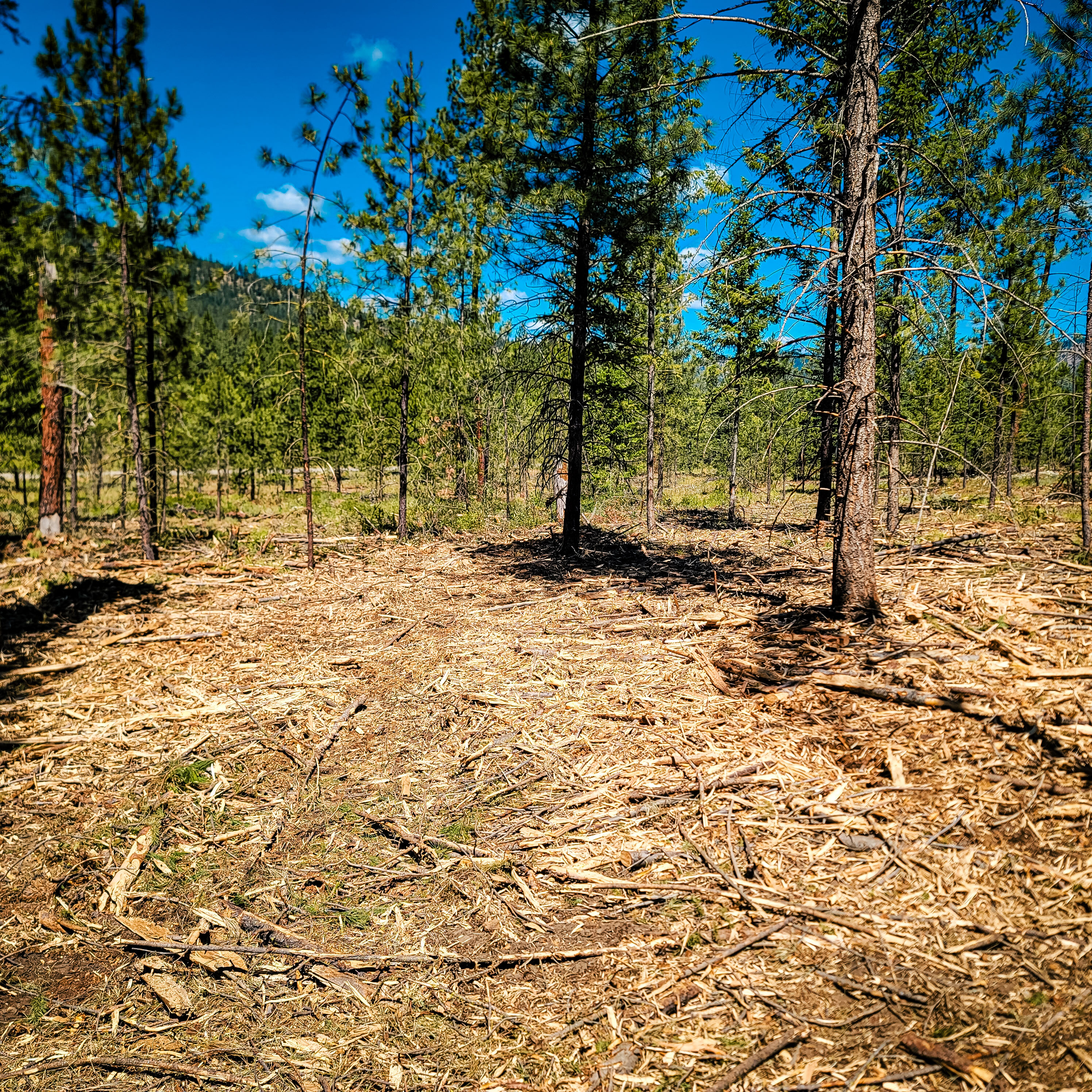 Mastication and mulching work