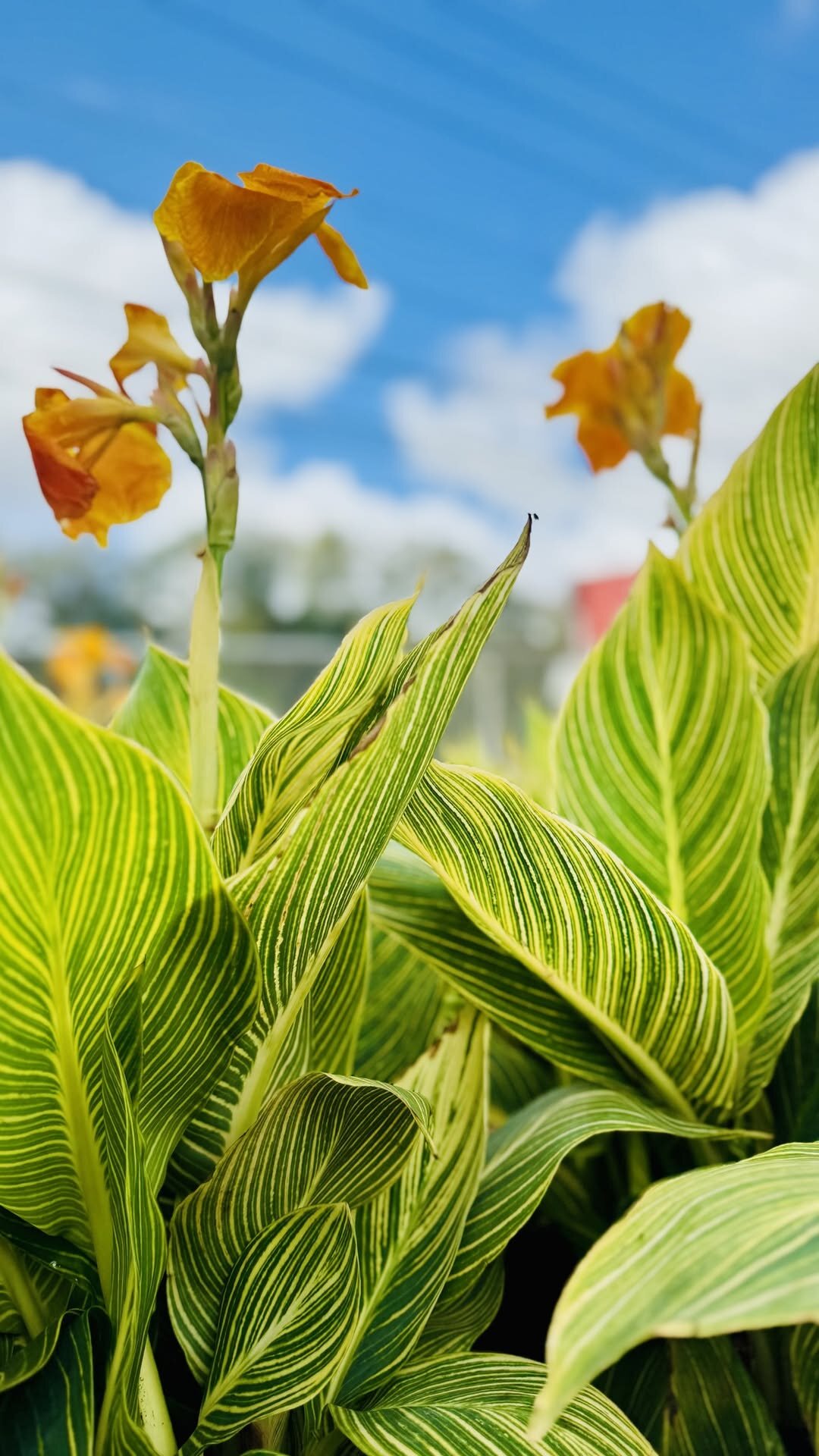 St. Augustine Farmers Market