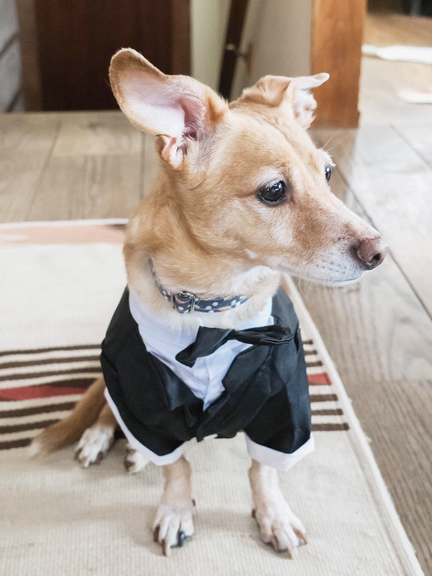 Dog dressed for a wedding