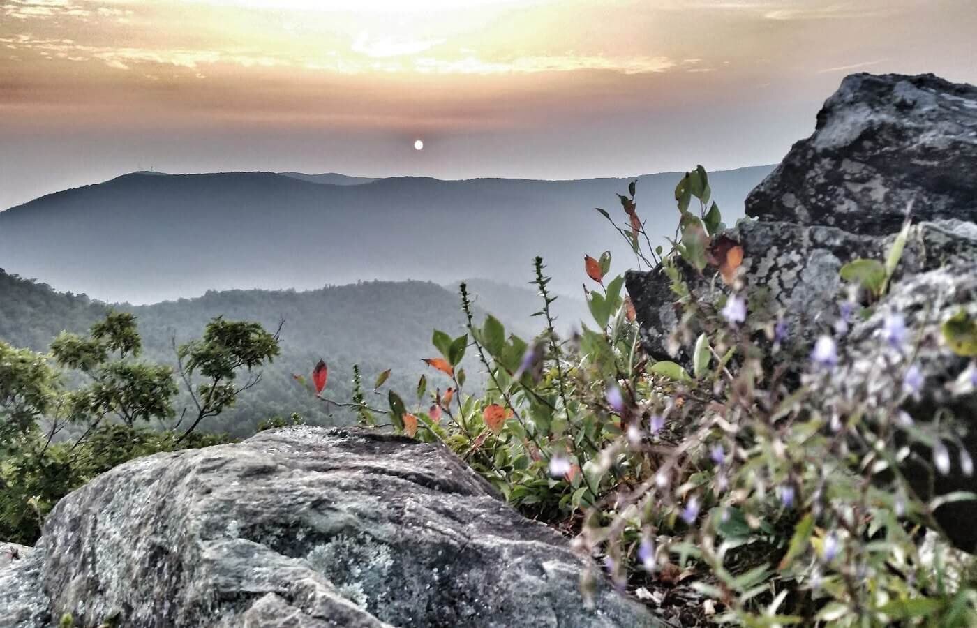 Sun rising over layered ridges in the Blue Ridge, wildflowers in the foreground