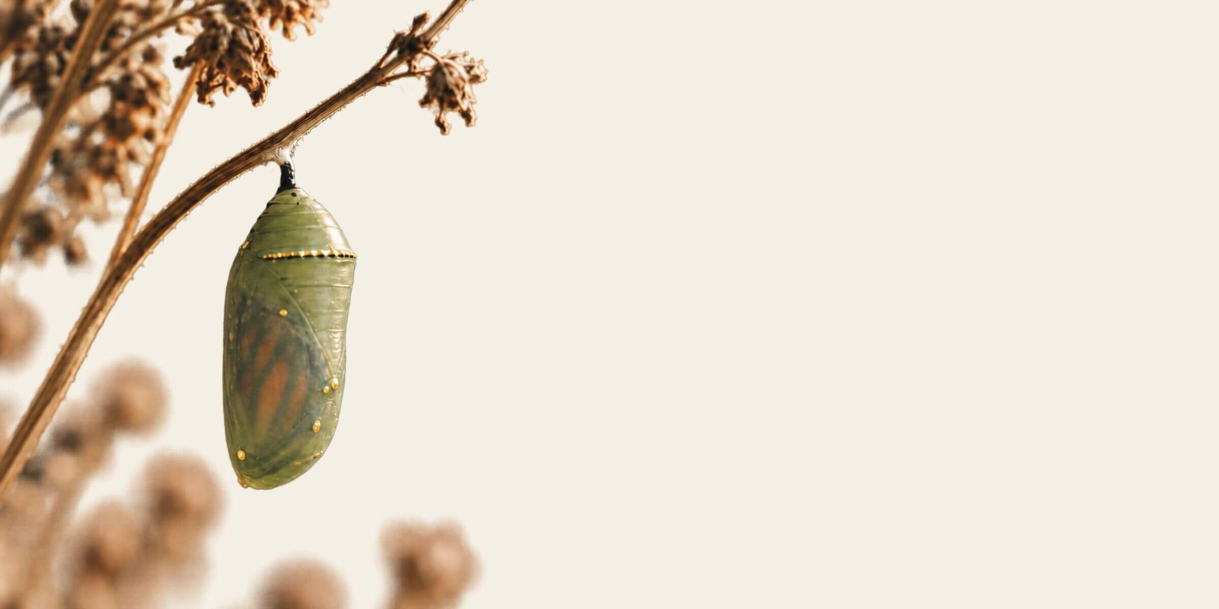 A green monarch chrysalis with gold flecks hanging from a dried branch against a soft cream background