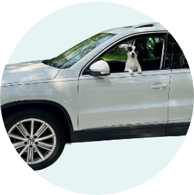 Pets riding in a small yellow car