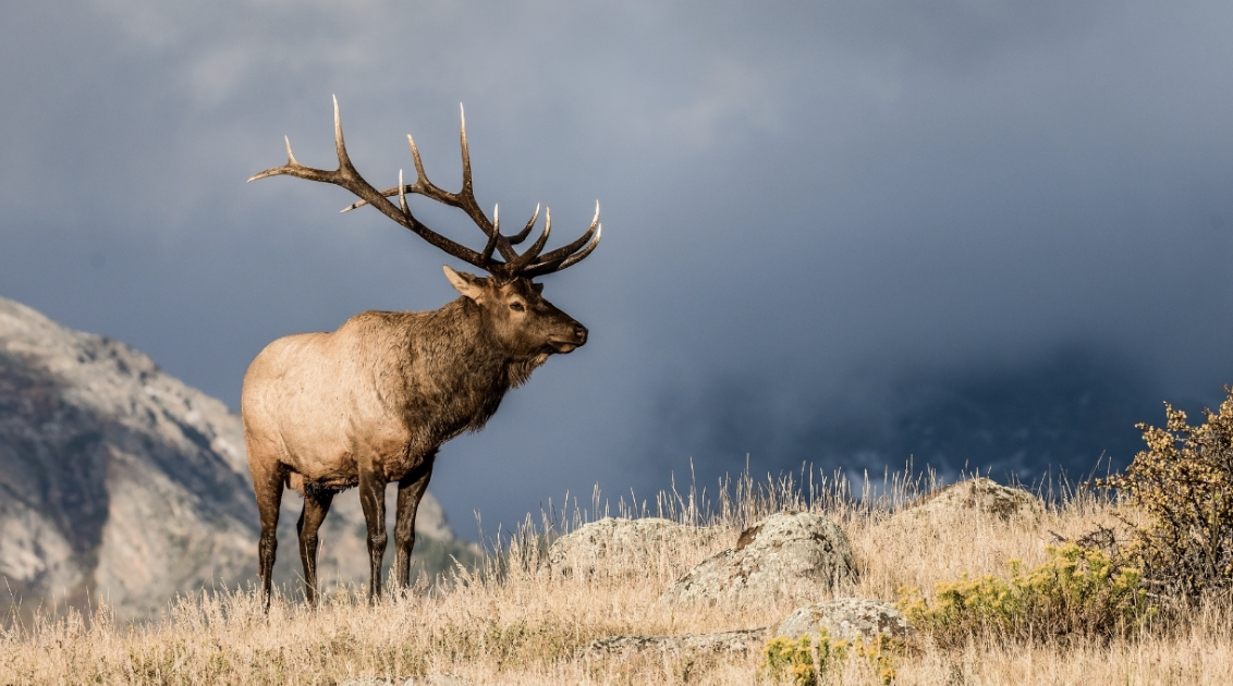 Colorado Elk Hunt With Engage Your Destiny