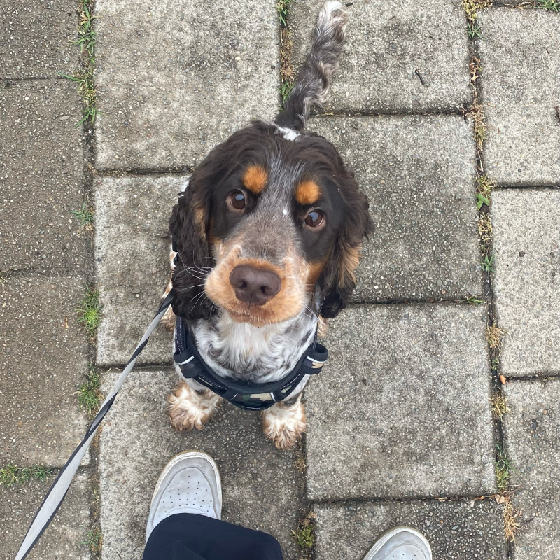 Jack, a black and tan cocker spaniel, looking up at the camera