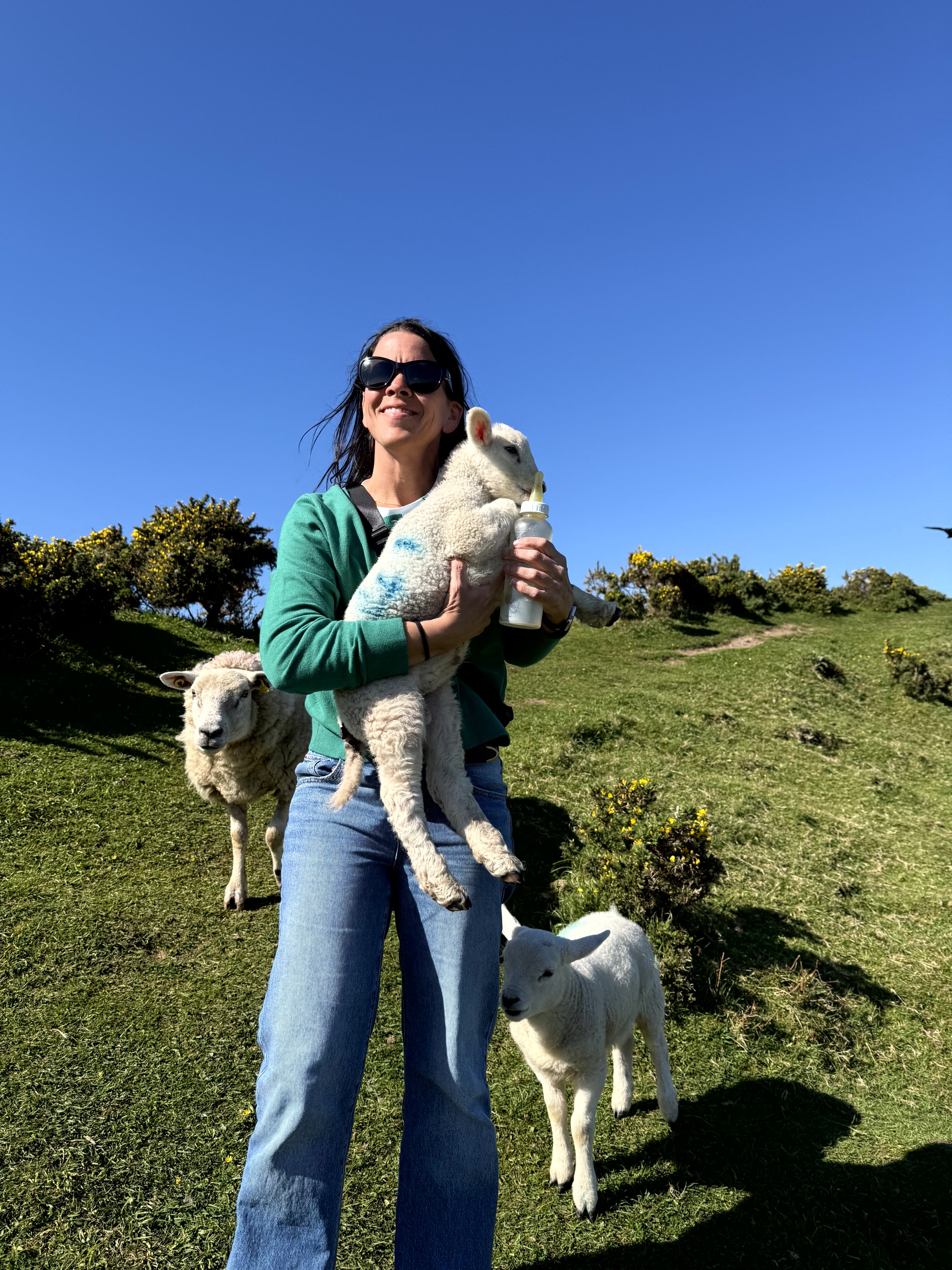 Irish countryside with baby lambs