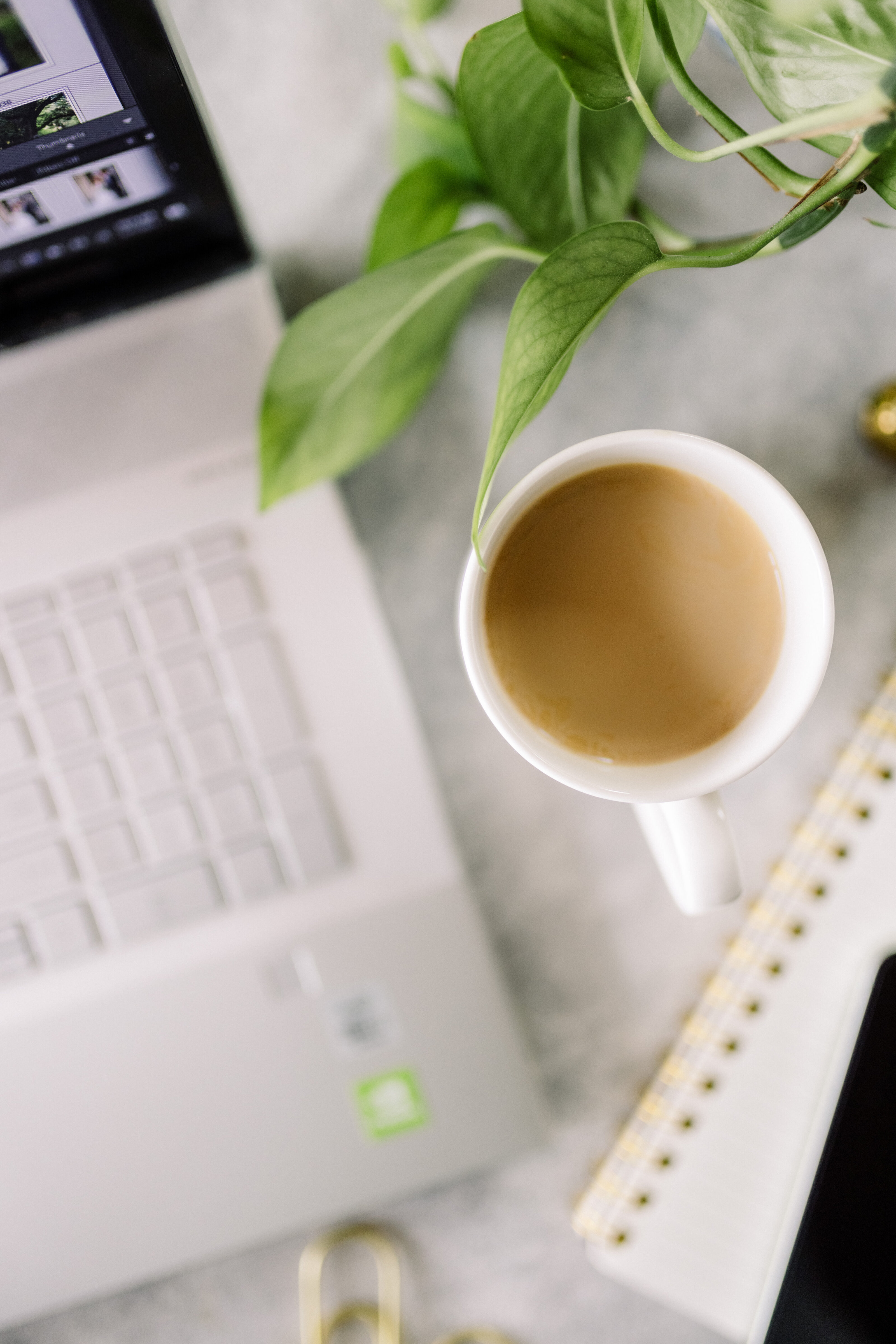 Coffee, laptop and a plant on a light desk