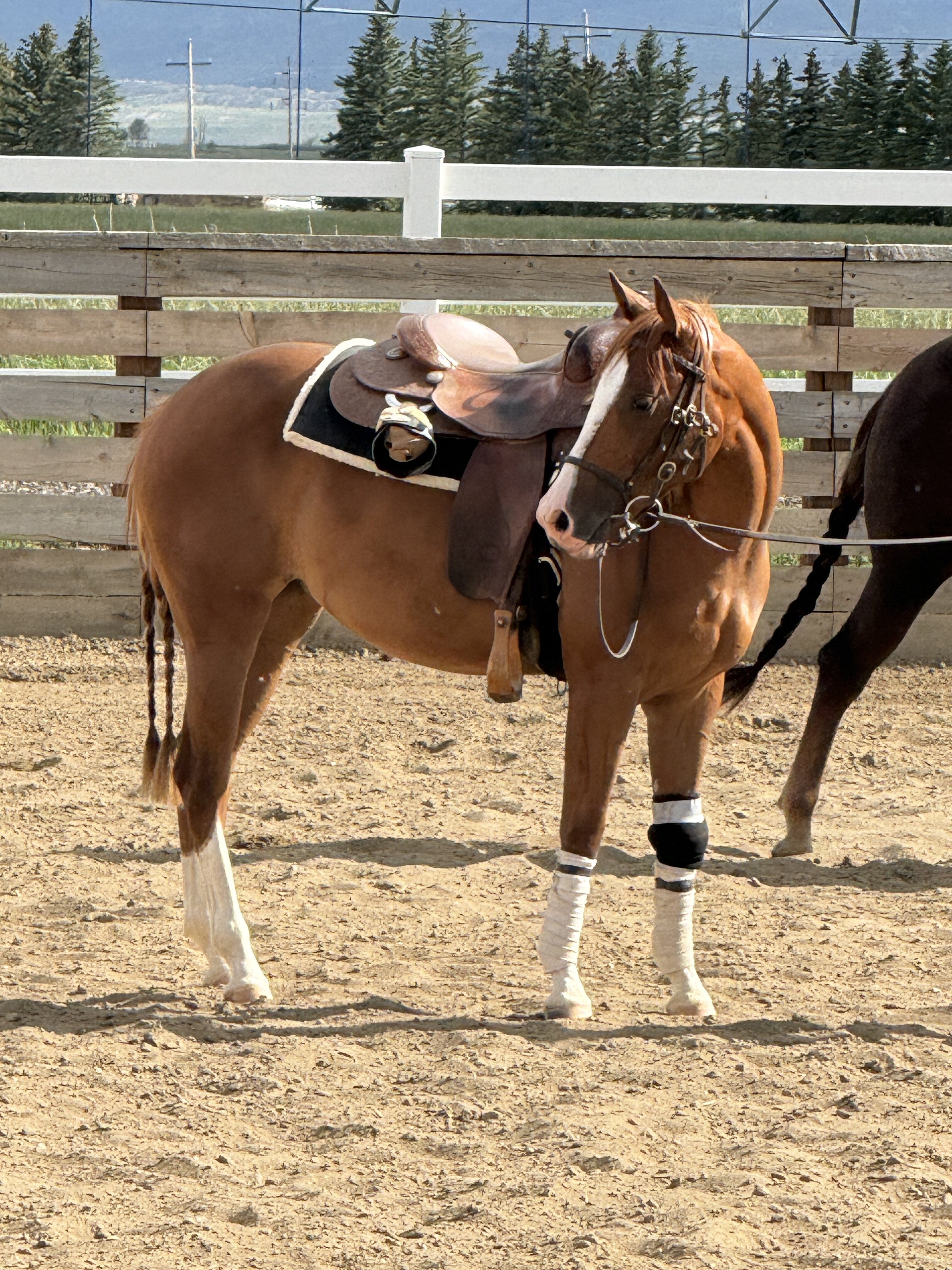 Twhizt Of Fate