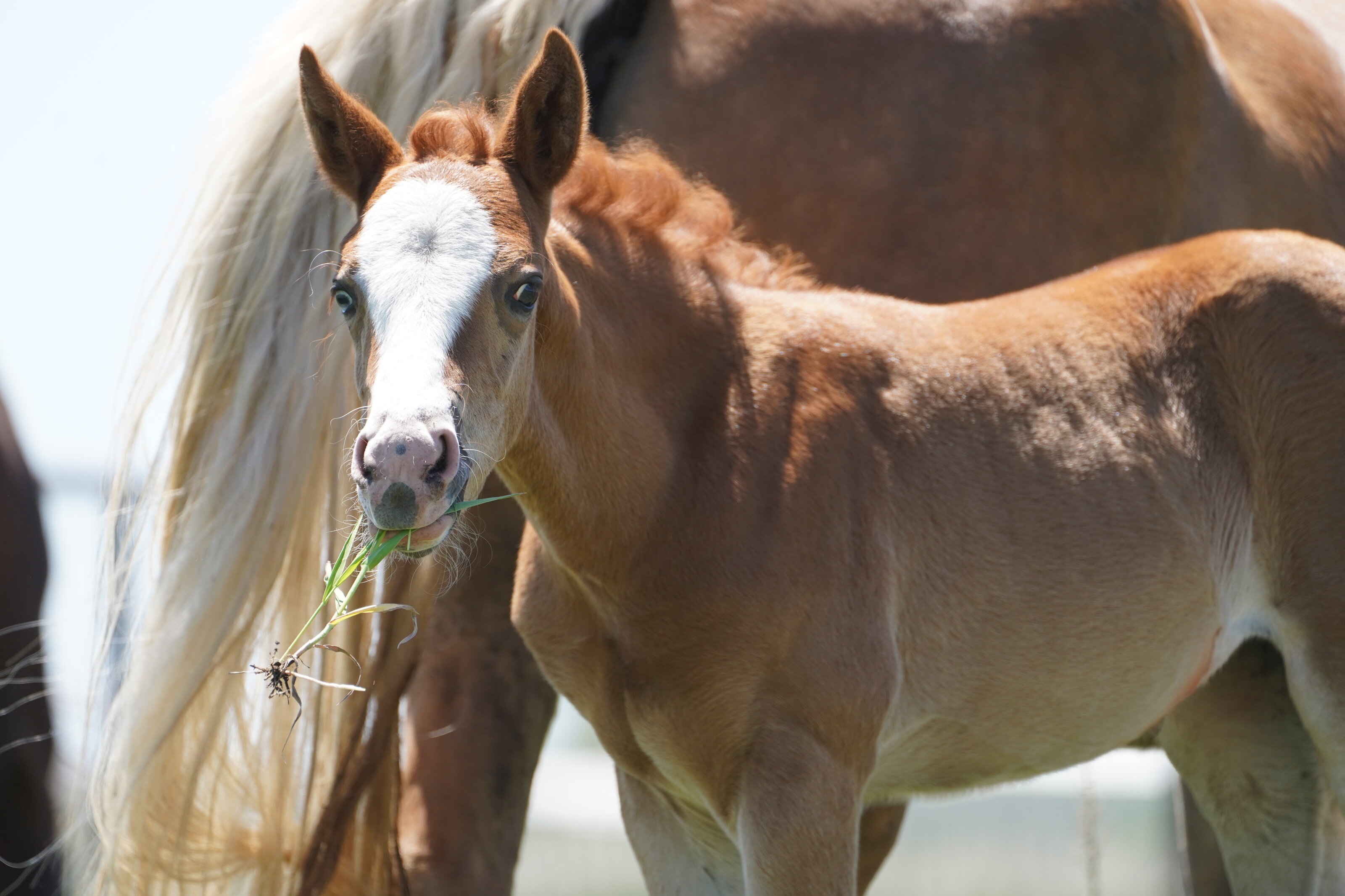 Young RMJ Ranch horse