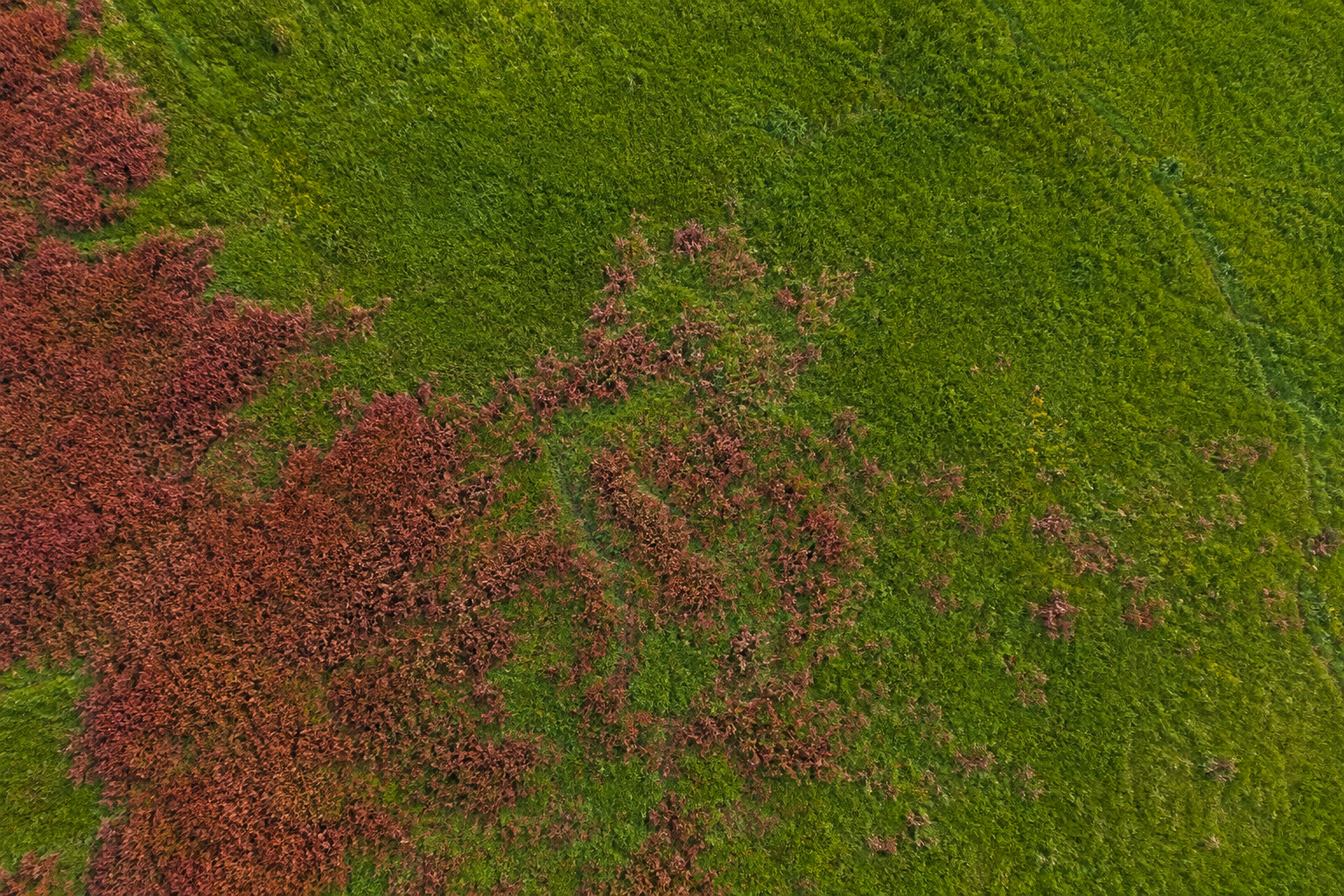 Invasive Species Detection