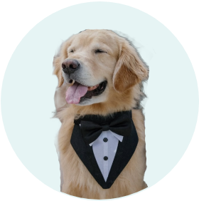 Dog holding a flower