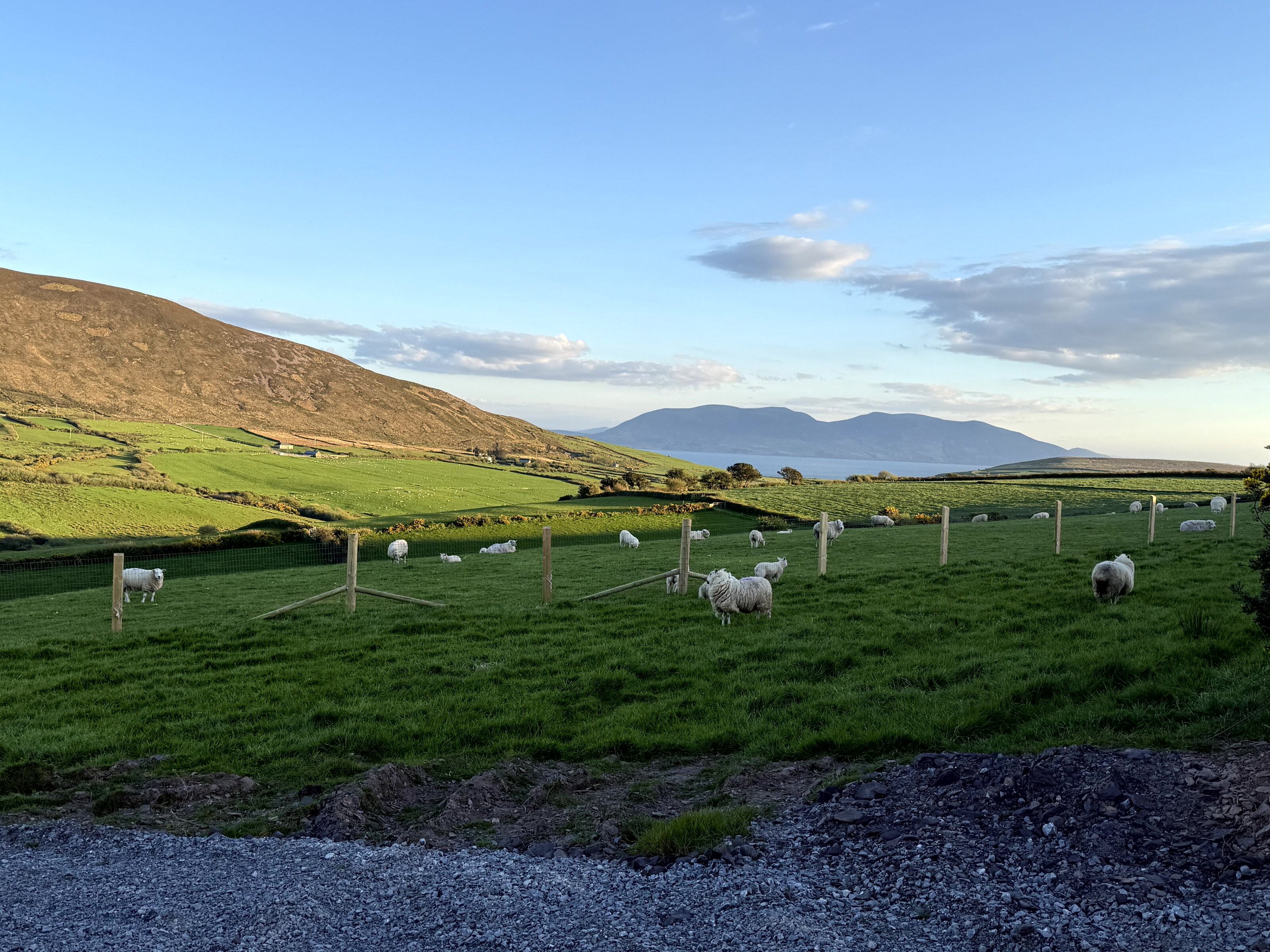 Sheep at golden hour on the Dingle Peninsula