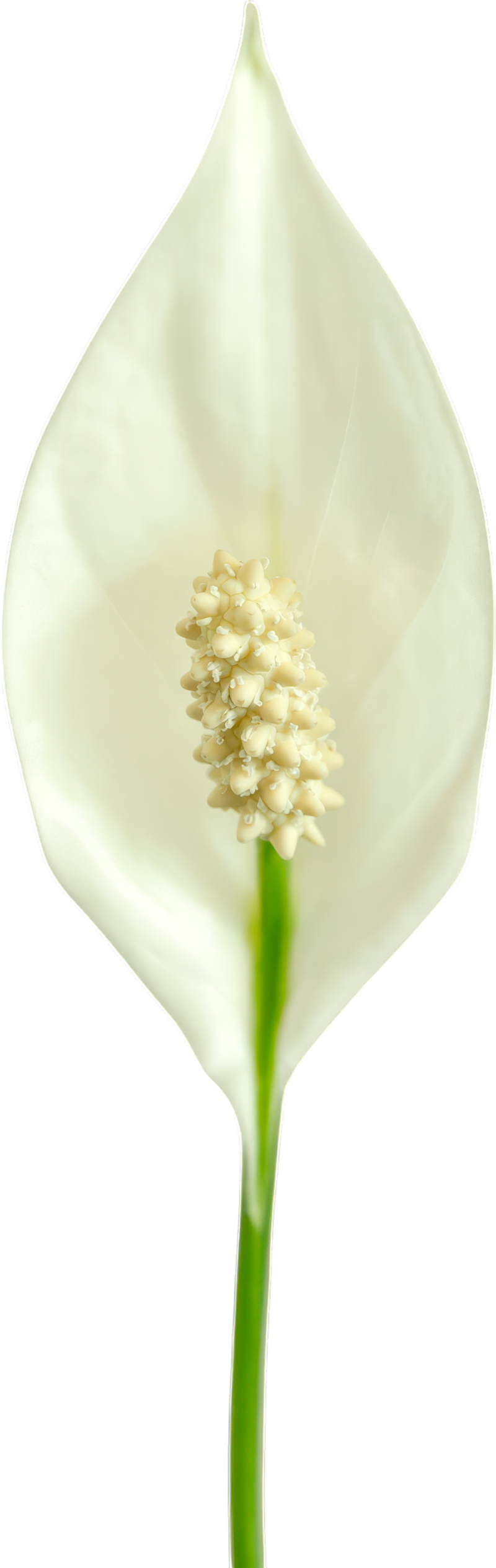 pulsating-image