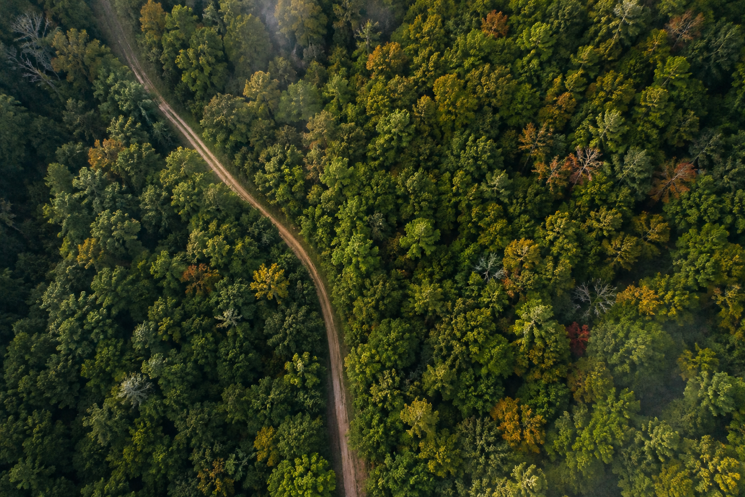 Forest Intelligence
