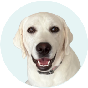 Happy dog