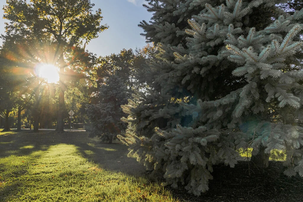 Sunlit evergreen trees at Merrill Park in Colonia, Woodbridge Township, NJ